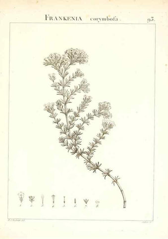 Reproducción/Reproduction 7456009590: Flora Atlantica, sive, Historia plantarum quae in Atlante, agro Tunetano et Algeriensi crescunt /. Parisiis :Apud Blanchon,1800.
