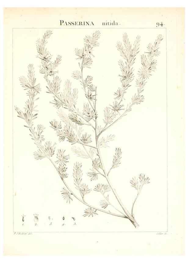 Reproducción/Reproduction 7456011004: Flora Atlantica, sive, Historia plantarum quae in Atlante, agro Tunetano et Algeriensi crescunt /. Parisiis :Apud Blanchon,1800.