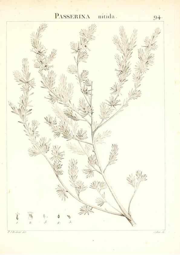 Reproducción/Reproduction 7456011004: Flora Atlantica, sive, Historia plantarum quae in Atlante, agro Tunetano et Algeriensi crescunt /. Parisiis :Apud Blanchon,1800.