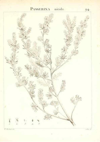Reproducción/Reproduction 7456011004: Flora Atlantica, sive, Historia plantarum quae in Atlante, agro Tunetano et Algeriensi crescunt /. Parisiis :Apud Blanchon,1800.