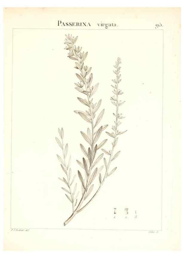 Reproducción/Reproduction 7456011828: Flora Atlantica, sive, Historia plantarum quae in Atlante, agro Tunetano et Algeriensi crescunt /. Parisiis :Apud Blanchon,1800.