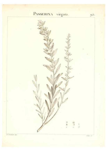 Reproducción/Reproduction 7456011828: Flora Atlantica, sive, Historia plantarum quae in Atlante, agro Tunetano et Algeriensi crescunt /. Parisiis :Apud Blanchon,1800.