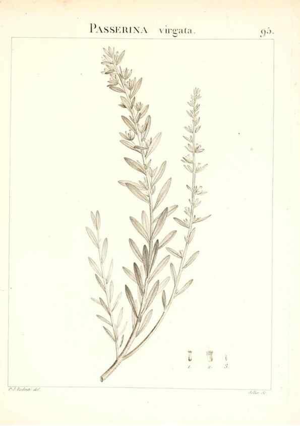 Reproducción/Reproduction 7456011828: Flora Atlantica, sive, Historia plantarum quae in Atlante, agro Tunetano et Algeriensi crescunt /. Parisiis :Apud Blanchon,1800.