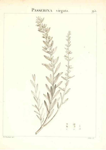 Reproducción/Reproduction 7456011828: Flora Atlantica, sive, Historia plantarum quae in Atlante, agro Tunetano et Algeriensi crescunt /. Parisiis :Apud Blanchon,1800.
