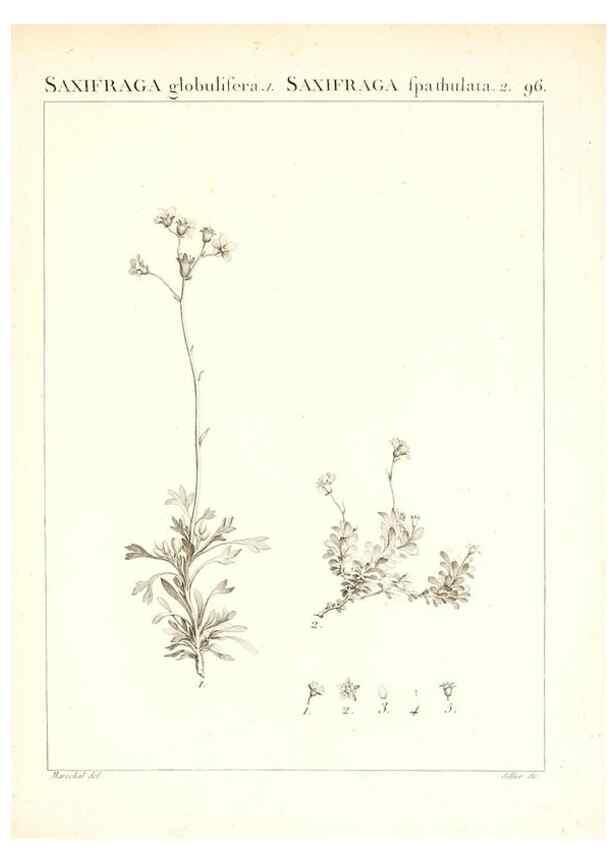 Reproducción/Reproduction 7456012544: Flora Atlantica, sive, Historia plantarum quae in Atlante, agro Tunetano et Algeriensi crescunt /. Parisiis :Apud Blanchon,1800.