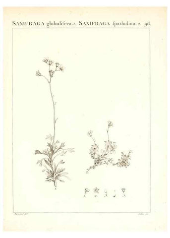 Reproducción/Reproduction 7456012544: Flora Atlantica, sive, Historia plantarum quae in Atlante, agro Tunetano et Algeriensi crescunt /. Parisiis :Apud Blanchon,1800.