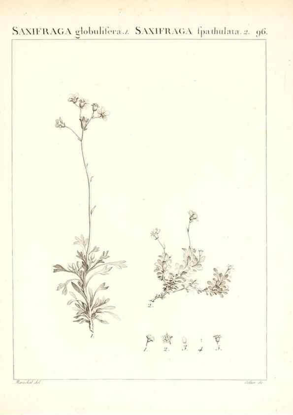 Reproducción/Reproduction 7456012544: Flora Atlantica, sive, Historia plantarum quae in Atlante, agro Tunetano et Algeriensi crescunt /. Parisiis :Apud Blanchon,1800.