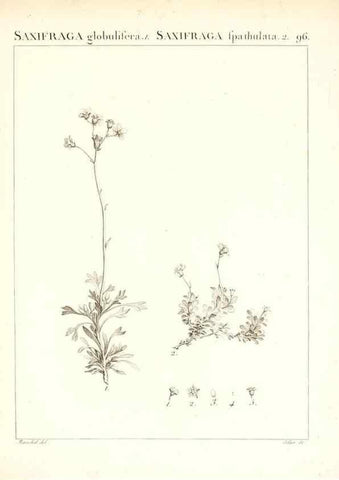 Reproducción/Reproduction 7456012544: Flora Atlantica, sive, Historia plantarum quae in Atlante, agro Tunetano et Algeriensi crescunt /. Parisiis :Apud Blanchon,1800.