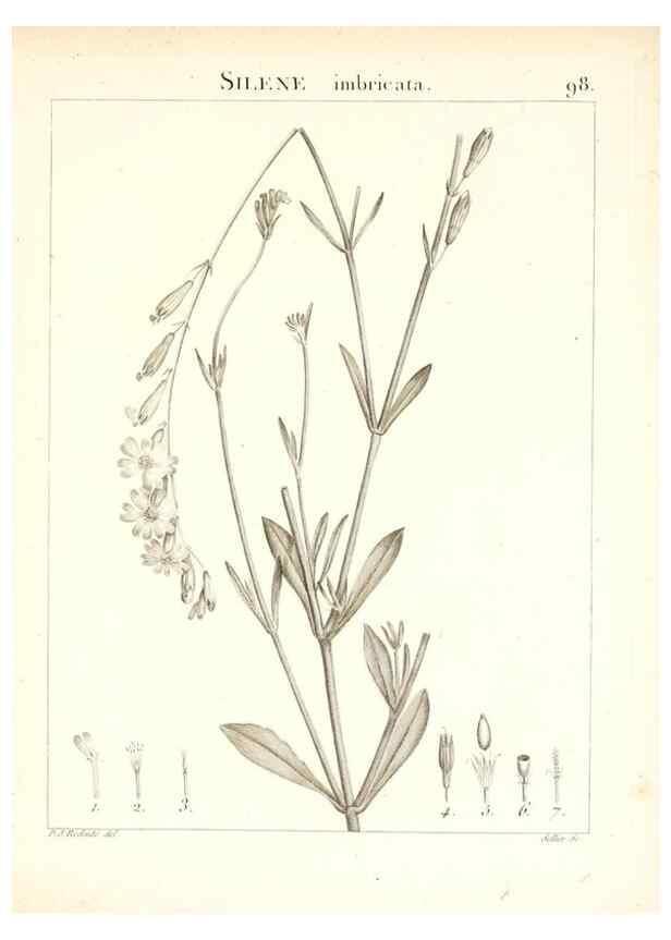 Reproducción/Reproduction 7456014814: Flora Atlantica, sive, Historia plantarum quae in Atlante, agro Tunetano et Algeriensi crescunt /. Parisiis :Apud Blanchon,1800.