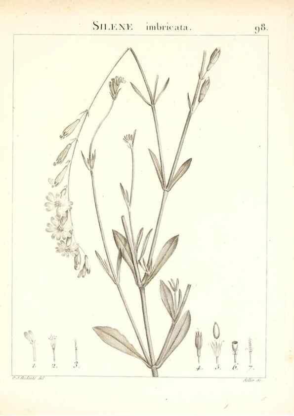 Reproducción/Reproduction 7456014814: Flora Atlantica, sive, Historia plantarum quae in Atlante, agro Tunetano et Algeriensi crescunt /. Parisiis :Apud Blanchon,1800.