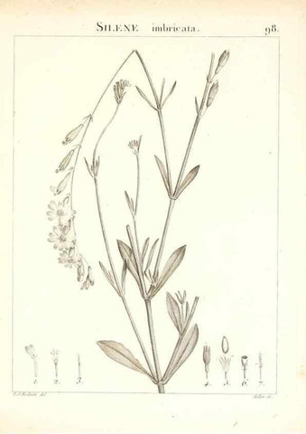 Reproducción/Reproduction 7456014814: Flora Atlantica, sive, Historia plantarum quae in Atlante, agro Tunetano et Algeriensi crescunt /. Parisiis :Apud Blanchon,1800.