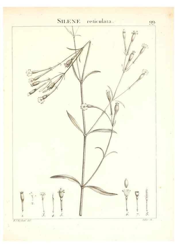 Reproducción/Reproduction 7456015662: Flora Atlantica, sive, Historia plantarum quae in Atlante, agro Tunetano et Algeriensi crescunt /. Parisiis :Apud Blanchon,1800.