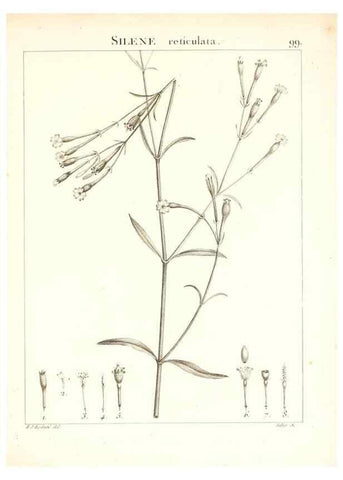 Reproducción/Reproduction 7456015662: Flora Atlantica, sive, Historia plantarum quae in Atlante, agro Tunetano et Algeriensi crescunt /. Parisiis :Apud Blanchon,1800.