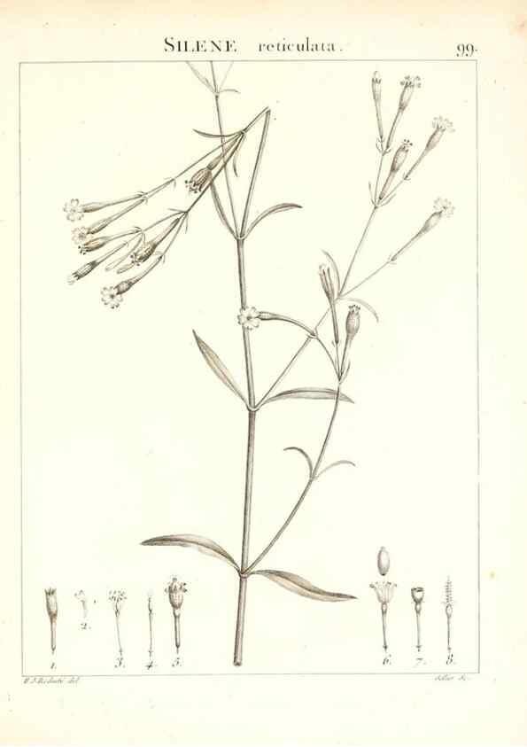 Reproducción/Reproduction 7456015662: Flora Atlantica, sive, Historia plantarum quae in Atlante, agro Tunetano et Algeriensi crescunt /. Parisiis :Apud Blanchon,1800.