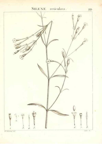 Reproducción/Reproduction 7456015662: Flora Atlantica, sive, Historia plantarum quae in Atlante, agro Tunetano et Algeriensi crescunt /. Parisiis :Apud Blanchon,1800.