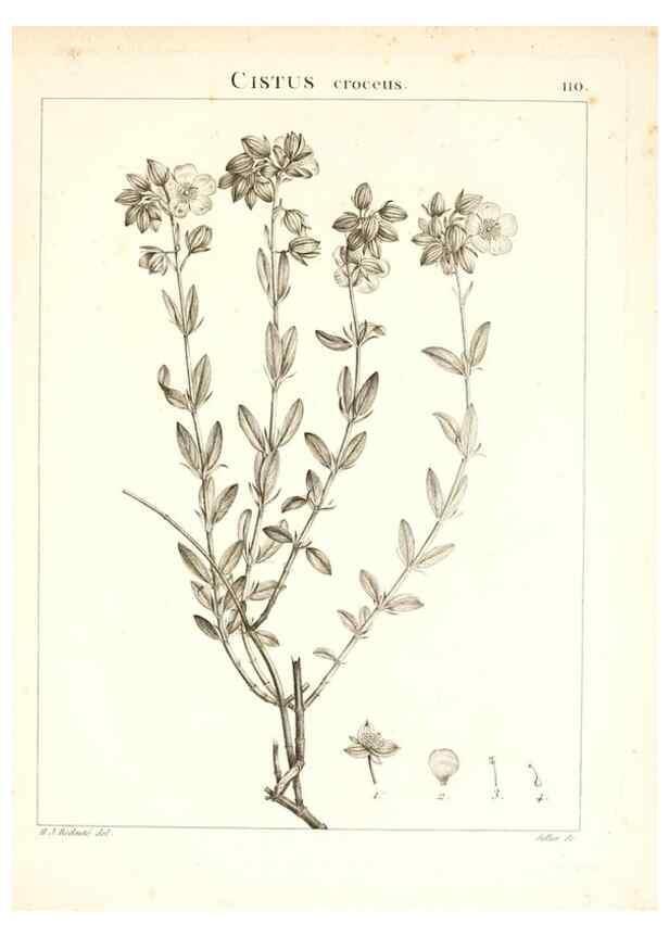 Reproducción/Reproduction 7456025288: Flora Atlantica, sive, Historia plantarum quae in Atlante, agro Tunetano et Algeriensi crescunt /. Parisiis :Apud Blanchon,1800.