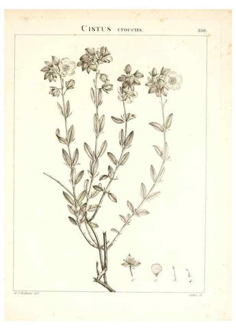 Reproducción/Reproduction 7456025288: Flora Atlantica, sive, Historia plantarum quae in Atlante, agro Tunetano et Algeriensi crescunt /. Parisiis :Apud Blanchon,1800.