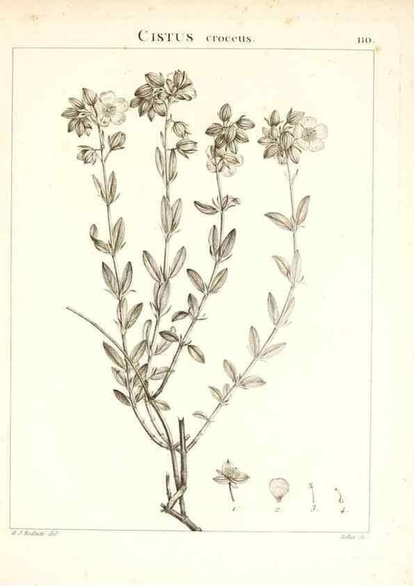 Reproducción/Reproduction 7456025288: Flora Atlantica, sive, Historia plantarum quae in Atlante, agro Tunetano et Algeriensi crescunt /. Parisiis :Apud Blanchon,1800.