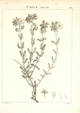 Reproducción/Reproduction 7456025288: Flora Atlantica, sive, Historia plantarum quae in Atlante, agro Tunetano et Algeriensi crescunt /. Parisiis :Apud Blanchon,1800.