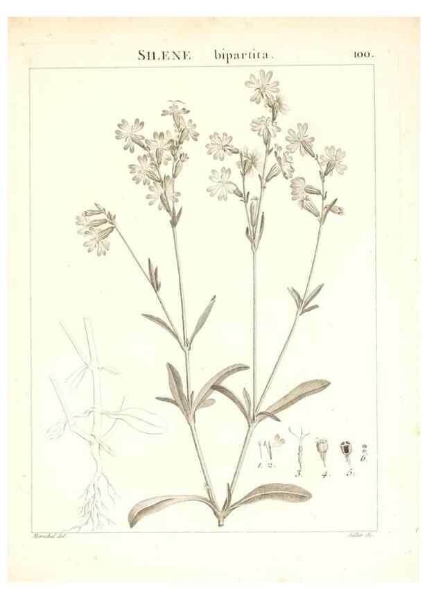 Reproducción/Reproduction 7456016688: Flora Atlantica, sive, Historia plantarum quae in Atlante, agro Tunetano et Algeriensi crescunt /. Parisiis :Apud Blanchon,1800.