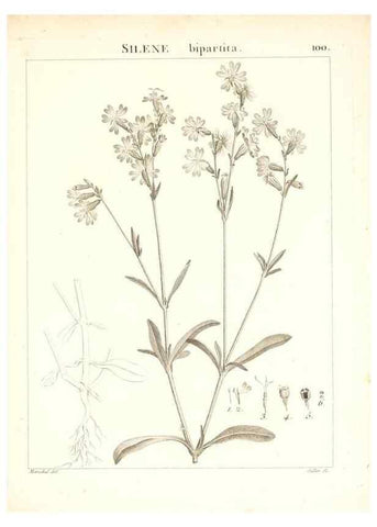 Reproducción/Reproduction 7456016688: Flora Atlantica, sive, Historia plantarum quae in Atlante, agro Tunetano et Algeriensi crescunt /. Parisiis :Apud Blanchon,1800.
