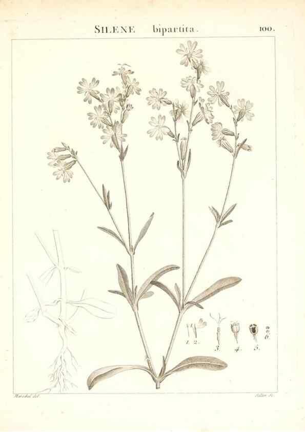 Reproducción/Reproduction 7456016688: Flora Atlantica, sive, Historia plantarum quae in Atlante, agro Tunetano et Algeriensi crescunt /. Parisiis :Apud Blanchon,1800.