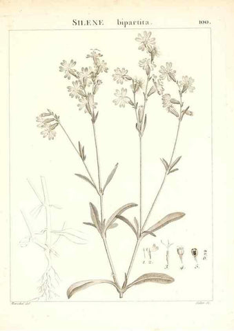Reproducción/Reproduction 7456016688: Flora Atlantica, sive, Historia plantarum quae in Atlante, agro Tunetano et Algeriensi crescunt /. Parisiis :Apud Blanchon,1800.