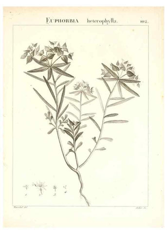 Reproducción/Reproduction 7456018374: Flora Atlantica, sive, Historia plantarum quae in Atlante, agro Tunetano et Algeriensi crescunt /. Parisiis :Apud Blanchon,1800.