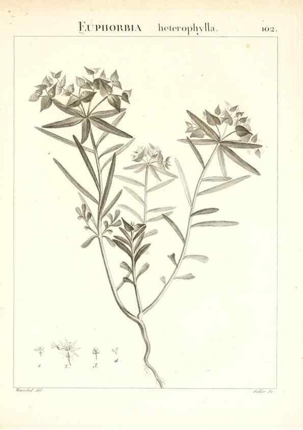 Reproducción/Reproduction 7456018374: Flora Atlantica, sive, Historia plantarum quae in Atlante, agro Tunetano et Algeriensi crescunt /. Parisiis :Apud Blanchon,1800.