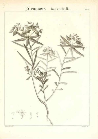 Reproducción/Reproduction 7456018374: Flora Atlantica, sive, Historia plantarum quae in Atlante, agro Tunetano et Algeriensi crescunt /. Parisiis :Apud Blanchon,1800.