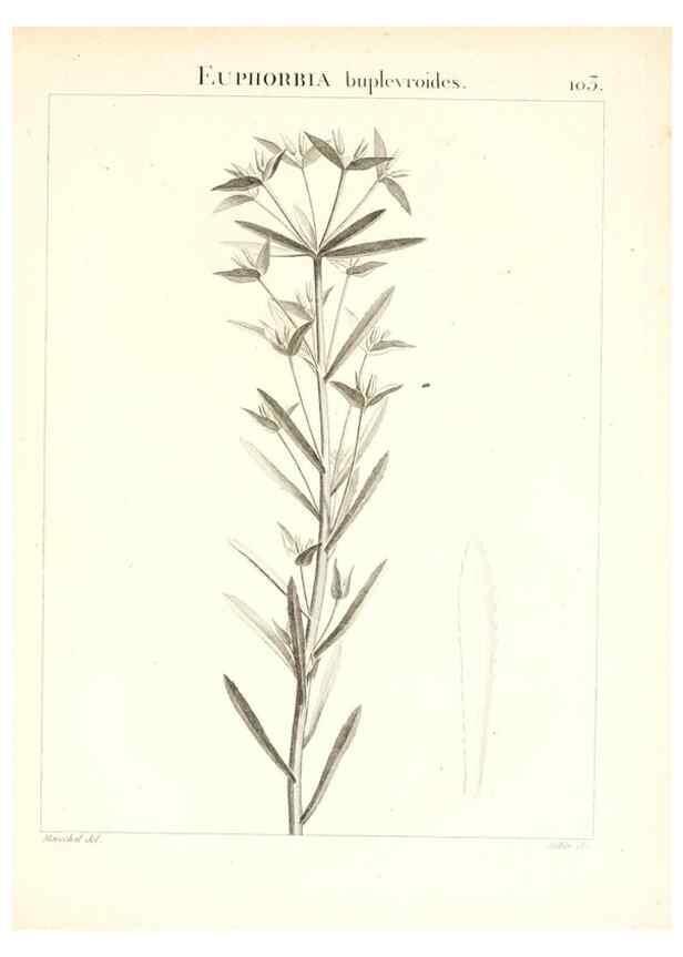 Reproducción/Reproduction 7456019204: Flora Atlantica, sive, Historia plantarum quae in Atlante, agro Tunetano et Algeriensi crescunt /. Parisiis :Apud Blanchon,1800.