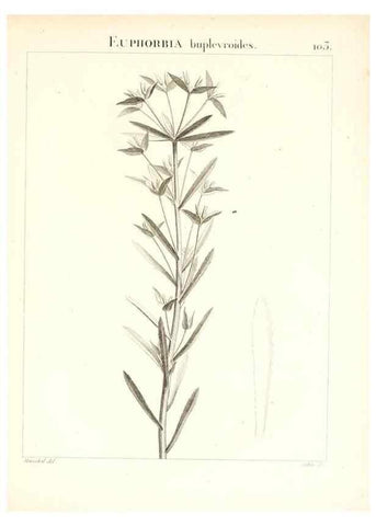 Reproducción/Reproduction 7456019204: Flora Atlantica, sive, Historia plantarum quae in Atlante, agro Tunetano et Algeriensi crescunt /. Parisiis :Apud Blanchon,1800.