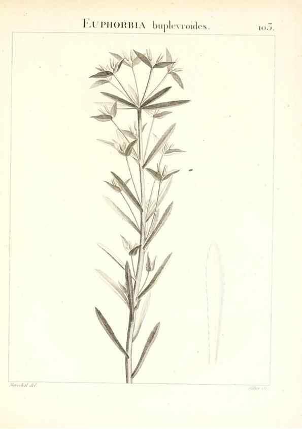 Reproducción/Reproduction 7456019204: Flora Atlantica, sive, Historia plantarum quae in Atlante, agro Tunetano et Algeriensi crescunt /. Parisiis :Apud Blanchon,1800.