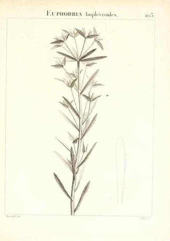 Reproducción/Reproduction 7456019204: Flora Atlantica, sive, Historia plantarum quae in Atlante, agro Tunetano et Algeriensi crescunt /. Parisiis :Apud Blanchon,1800.