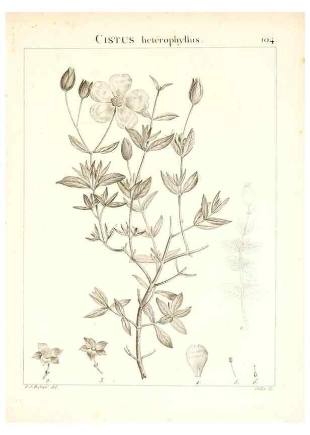 Reproducción/Reproduction 7456020076: Flora Atlantica, sive, Historia plantarum quae in Atlante, agro Tunetano et Algeriensi crescunt /. Parisiis :Apud Blanchon,1800.