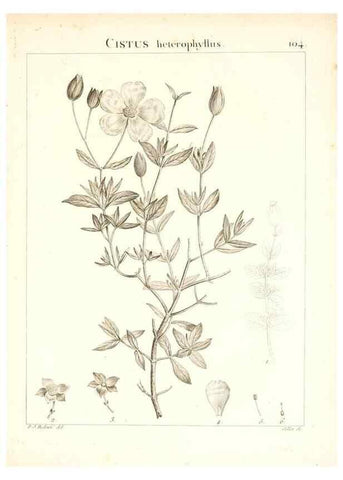 Reproducción/Reproduction 7456020076: Flora Atlantica, sive, Historia plantarum quae in Atlante, agro Tunetano et Algeriensi crescunt /. Parisiis :Apud Blanchon,1800.