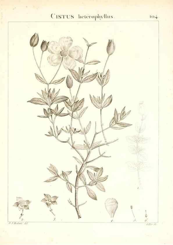 Reproducción/Reproduction 7456020076: Flora Atlantica, sive, Historia plantarum quae in Atlante, agro Tunetano et Algeriensi crescunt /. Parisiis :Apud Blanchon,1800.