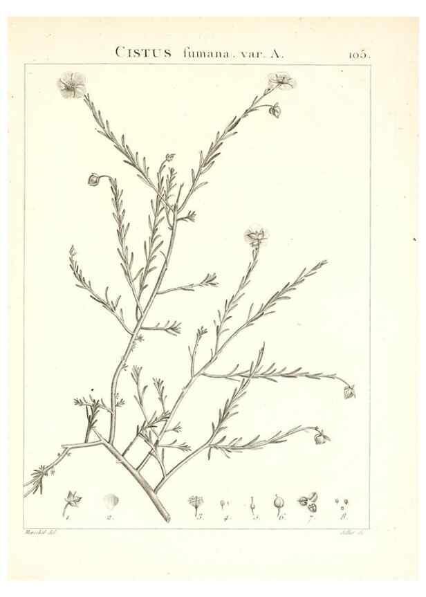 Reproducción/Reproduction 7456021112: Flora Atlantica, sive, Historia plantarum quae in Atlante, agro Tunetano et Algeriensi crescunt /. Parisiis :Apud Blanchon,1800.