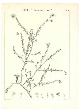 Reproducción/Reproduction 7456021112: Flora Atlantica, sive, Historia plantarum quae in Atlante, agro Tunetano et Algeriensi crescunt /. Parisiis :Apud Blanchon,1800.
