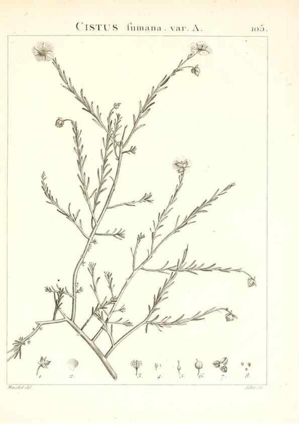 Reproducción/Reproduction 7456021112: Flora Atlantica, sive, Historia plantarum quae in Atlante, agro Tunetano et Algeriensi crescunt /. Parisiis :Apud Blanchon,1800.