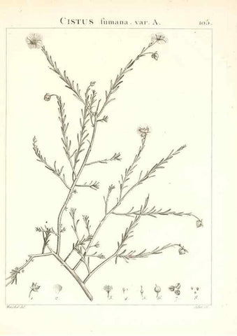 Reproducción/Reproduction 7456021112: Flora Atlantica, sive, Historia plantarum quae in Atlante, agro Tunetano et Algeriensi crescunt /. Parisiis :Apud Blanchon,1800.