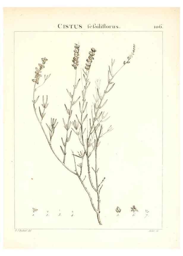 Reproducción/Reproduction 7456021980: Flora Atlantica, sive, Historia plantarum quae in Atlante, agro Tunetano et Algeriensi crescunt /. Parisiis :Apud Blanchon,1800.