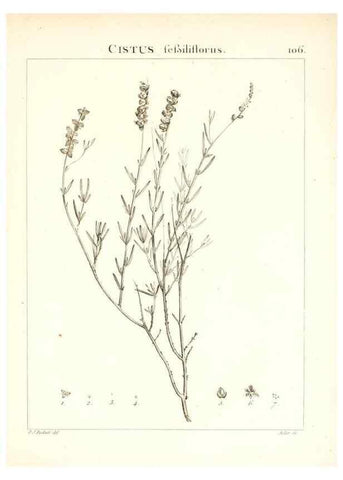 Reproducción/Reproduction 7456021980: Flora Atlantica, sive, Historia plantarum quae in Atlante, agro Tunetano et Algeriensi crescunt /. Parisiis :Apud Blanchon,1800.