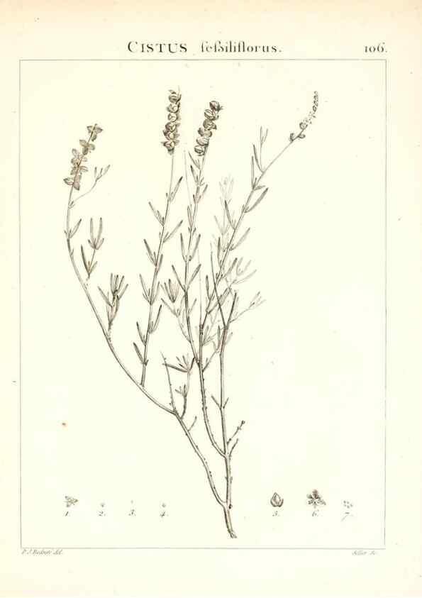 Reproducción/Reproduction 7456021980: Flora Atlantica, sive, Historia plantarum quae in Atlante, agro Tunetano et Algeriensi crescunt /. Parisiis :Apud Blanchon,1800.