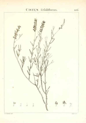 Reproducción/Reproduction 7456021980: Flora Atlantica, sive, Historia plantarum quae in Atlante, agro Tunetano et Algeriensi crescunt /. Parisiis :Apud Blanchon,1800.
