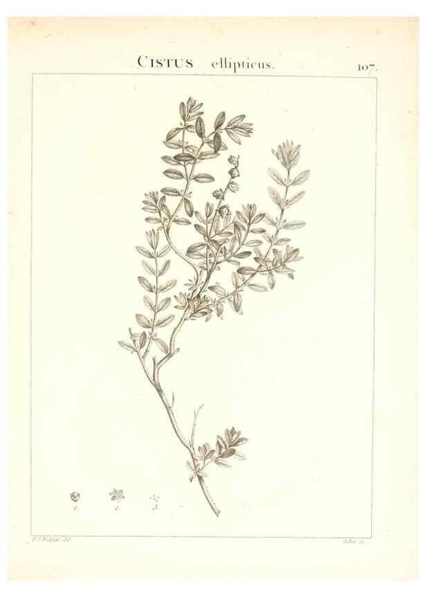 Reproducción/Reproduction 7456022948: Flora Atlantica, sive, Historia plantarum quae in Atlante, agro Tunetano et Algeriensi crescunt /. Parisiis :Apud Blanchon,1800.