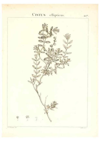 Reproducción/Reproduction 7456022948: Flora Atlantica, sive, Historia plantarum quae in Atlante, agro Tunetano et Algeriensi crescunt /. Parisiis :Apud Blanchon,1800.