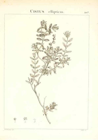Reproducción/Reproduction 7456022948: Flora Atlantica, sive, Historia plantarum quae in Atlante, agro Tunetano et Algeriensi crescunt /. Parisiis :Apud Blanchon,1800.