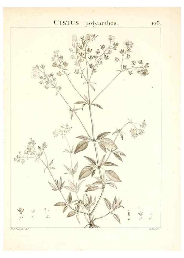 Reproducción/Reproduction 7456023654: Flora Atlantica, sive, Historia plantarum quae in Atlante, agro Tunetano et Algeriensi crescunt /. Parisiis :Apud Blanchon,1800.
