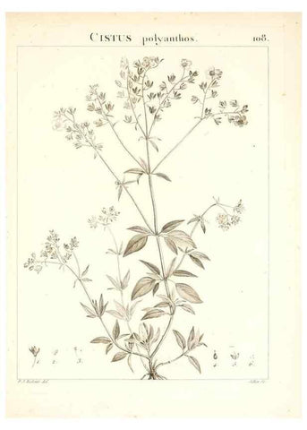 Reproducción/Reproduction 7456023654: Flora Atlantica, sive, Historia plantarum quae in Atlante, agro Tunetano et Algeriensi crescunt /. Parisiis :Apud Blanchon,1800.